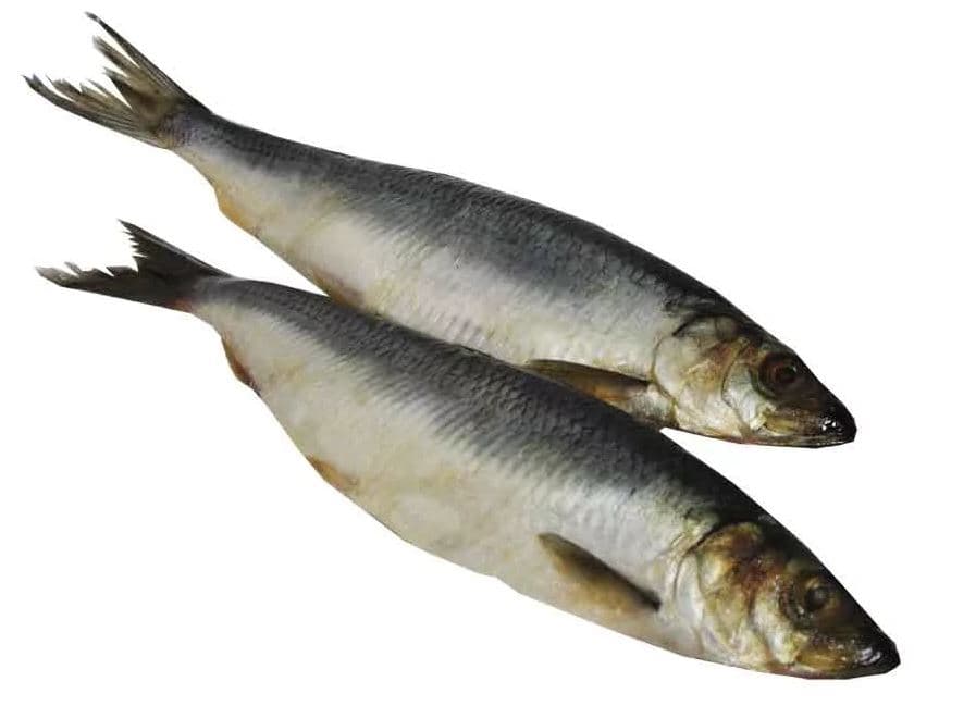 tuzlu ringa balığı