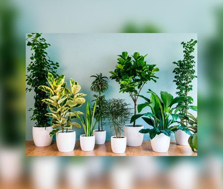 home flowers — product photo