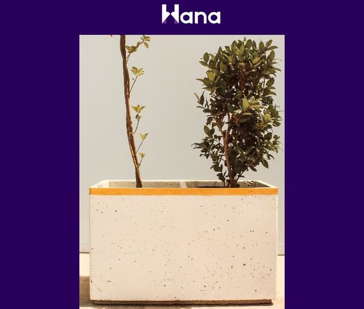 BETON GUL GORSOK 80*30*50 (GOSO GORSOK) 930 TM — Hana ürünü