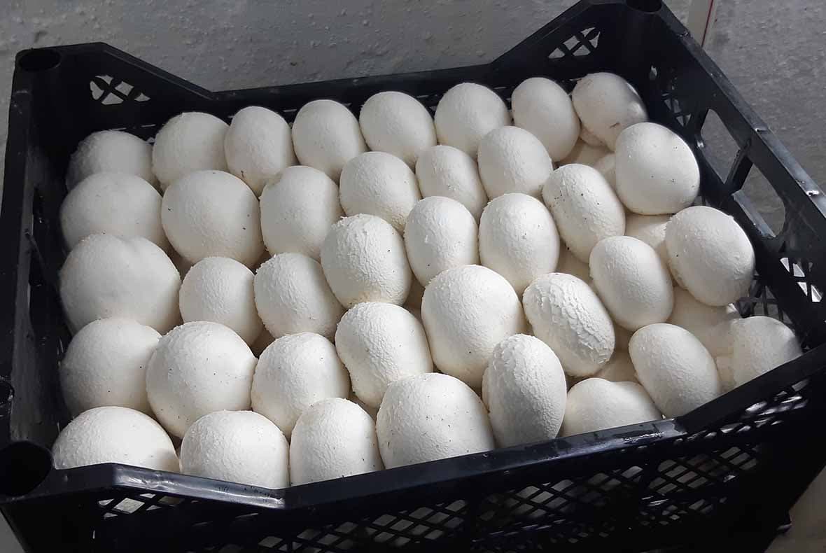 "EKOFUN" markasynyň gelin kömelekleri — Tiz Hyzmat ürünü
