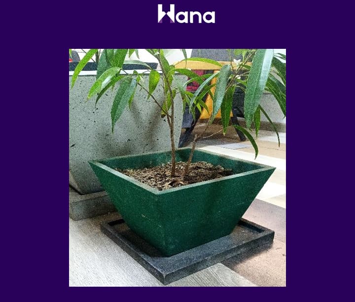 BETON GUL GORSOK 16.5*32*24.5 — Hana önümi