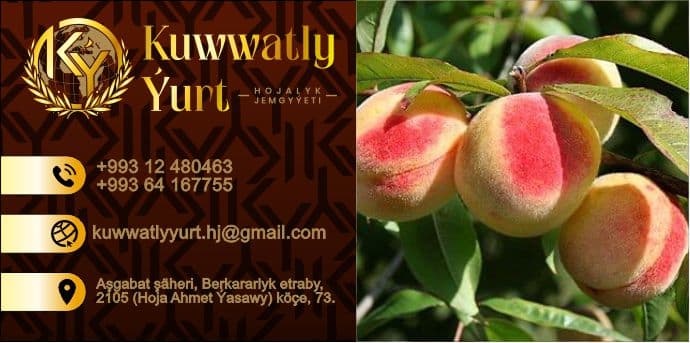 Miwe satmak we ösdürip ýetişdirmek. — Kuwwatly Ýurt önümi