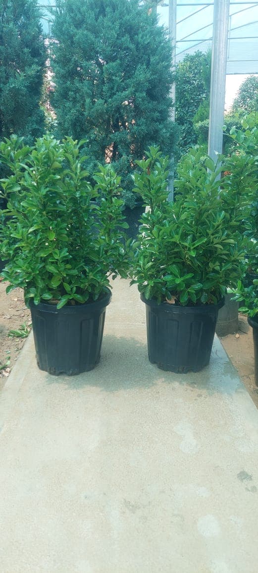 Bereseklet — product by Outdoor Design