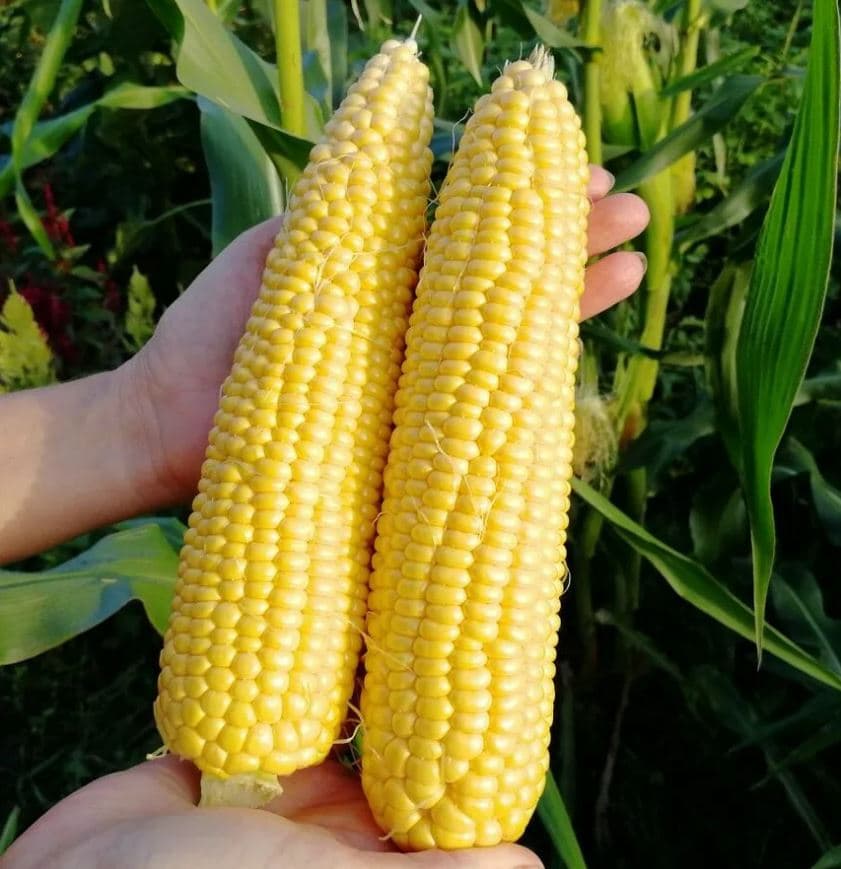 corn — product photo