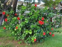 hibiskus agajy — Umytly Ugur önümi