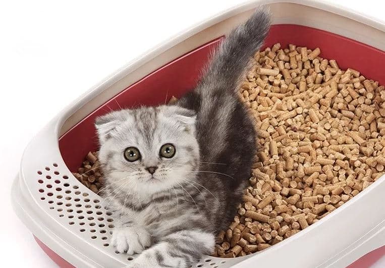Cat litter — product photo