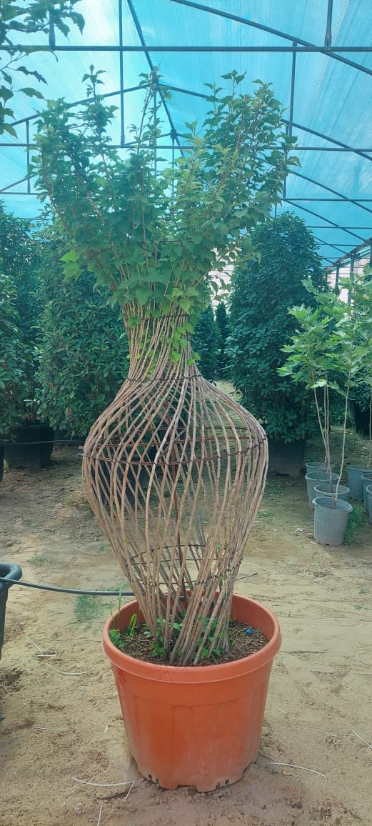OUTDOOR DESIGN